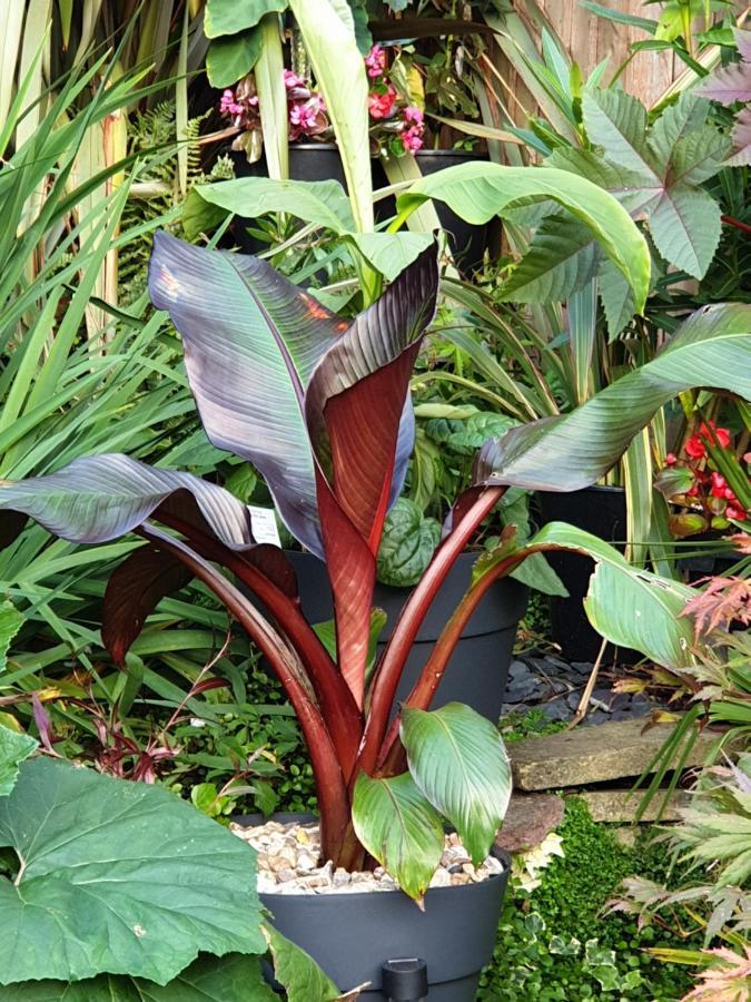 Tropical Garden Oasis Rooms Μπέρμιγχαμ Εξωτερικό φωτογραφία