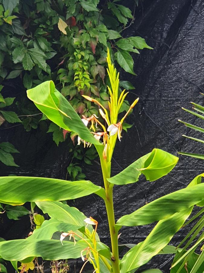 Tropical Garden Oasis Rooms Μπέρμιγχαμ Εξωτερικό φωτογραφία