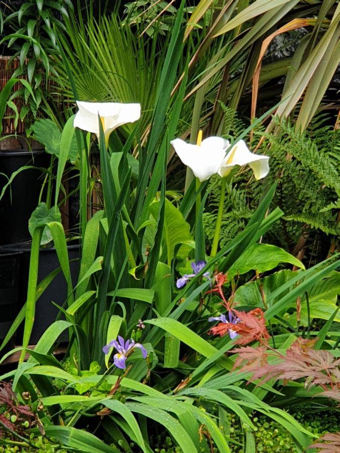 Tropical Garden Oasis Rooms Μπέρμιγχαμ Εξωτερικό φωτογραφία