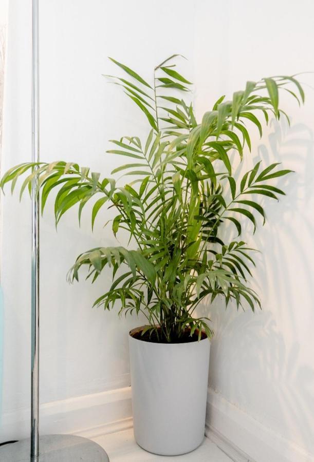 Tropical Garden Oasis Rooms Μπέρμιγχαμ Εξωτερικό φωτογραφία